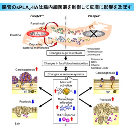 腸胃影響皮膚|腸と皮膚の新たなクロストーク： 腸内細菌叢を変えて皮膚の健。